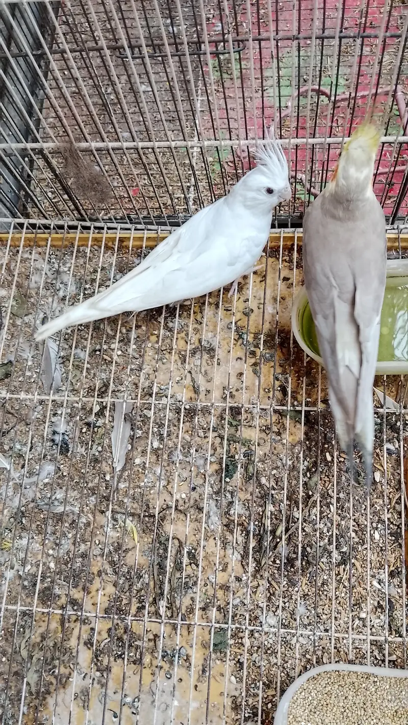 breeder pair — photo 4