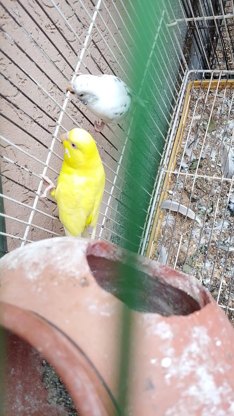 breeder pair 4