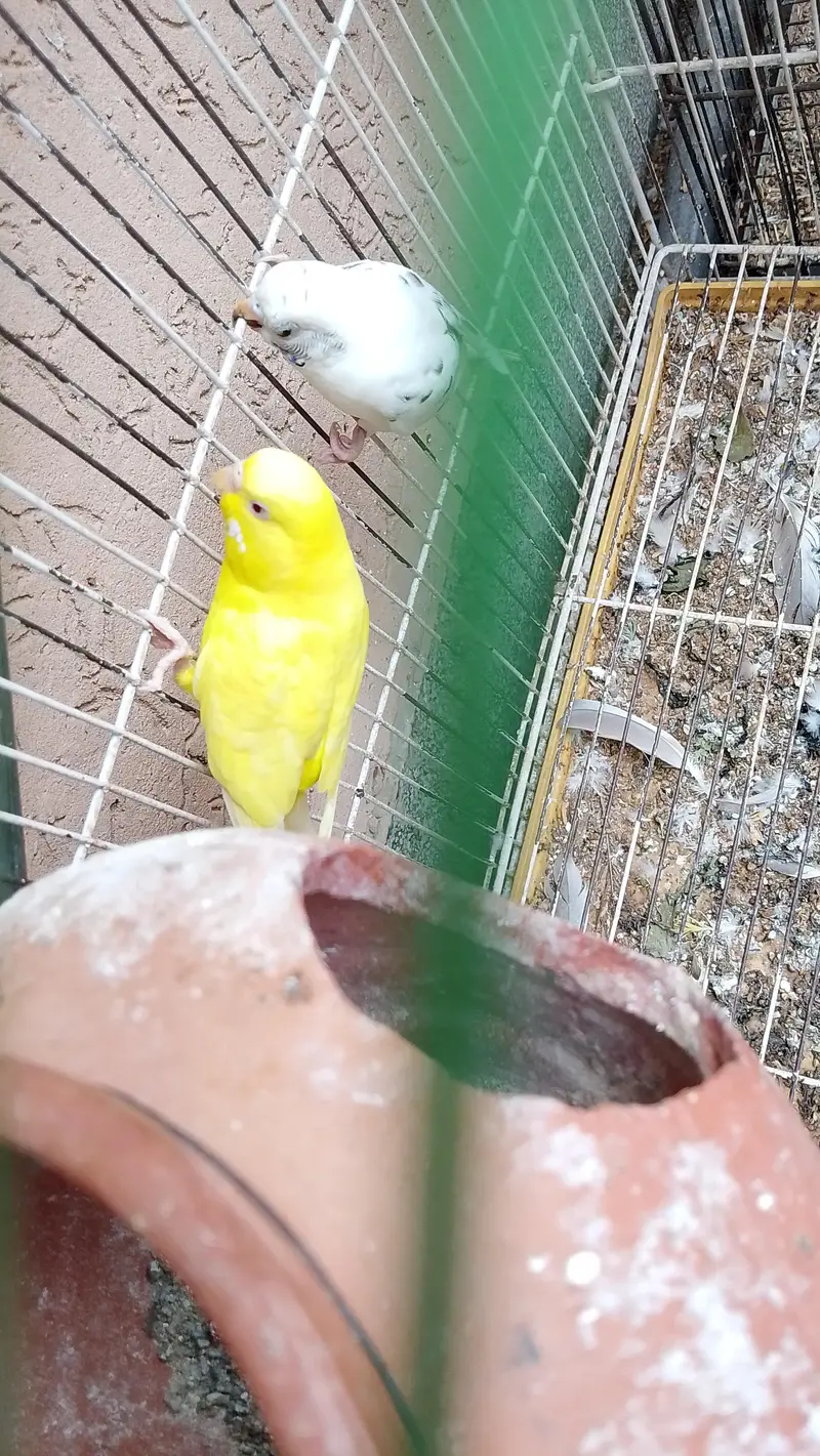 breeder pair — photo 5