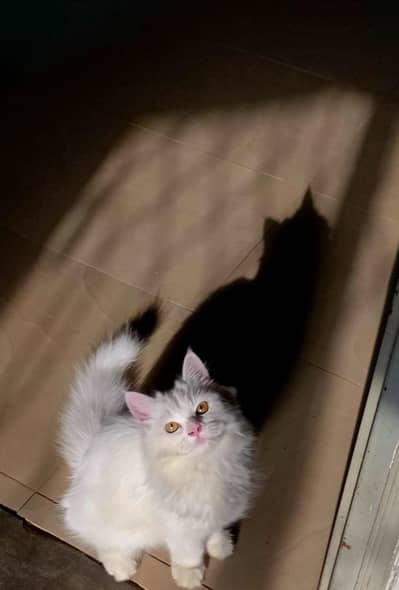 persian male cat/kitten with extra long coat