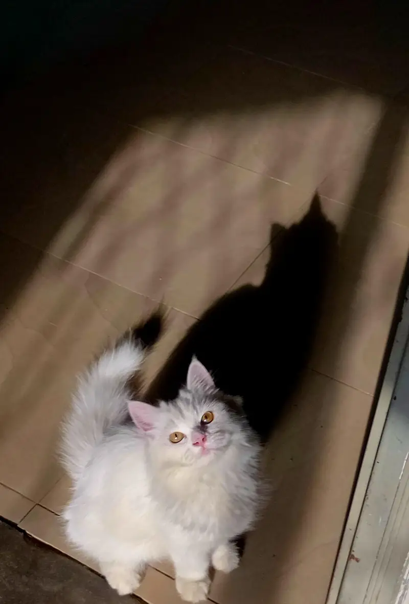 persian male cat/kitten with extra long coat — photo 2