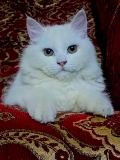 persian male cat/kitten with extra long coat