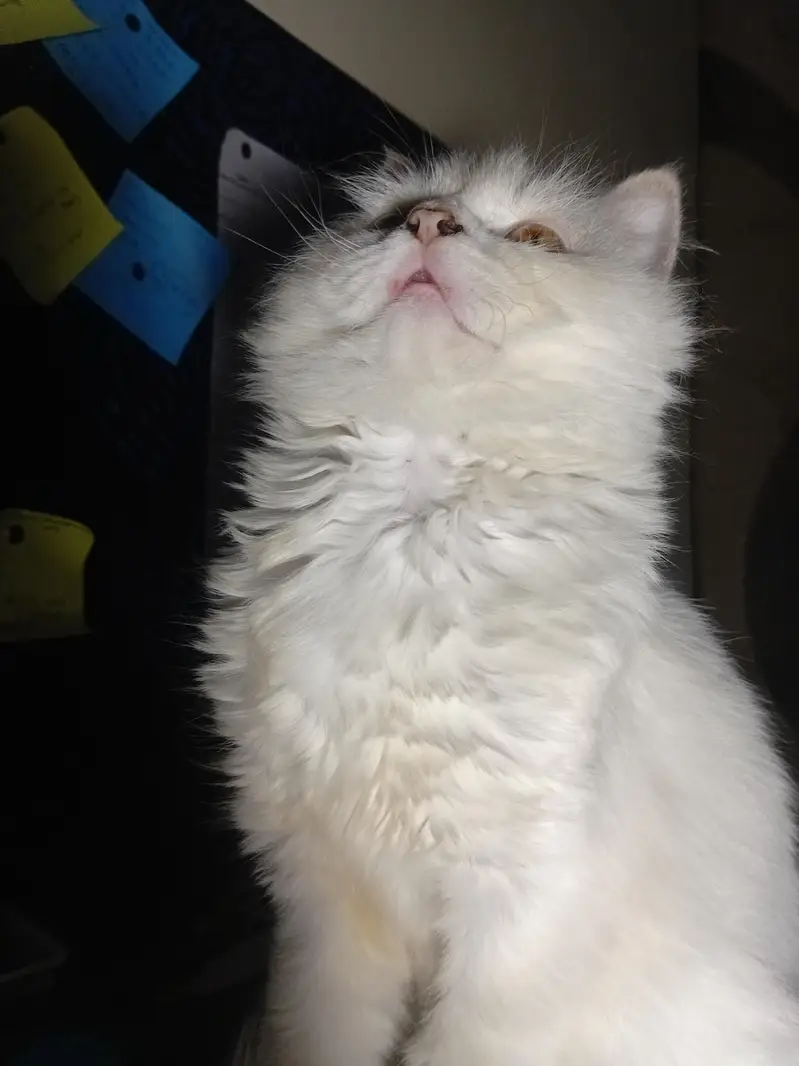 persian male cat/kitten with extra long coat — photo 3