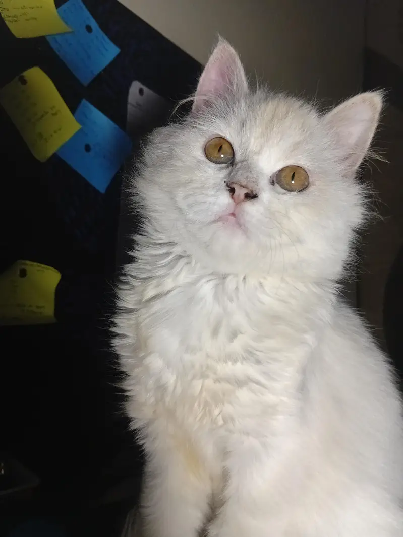 persian male cat/kitten with extra long coat — photo 4