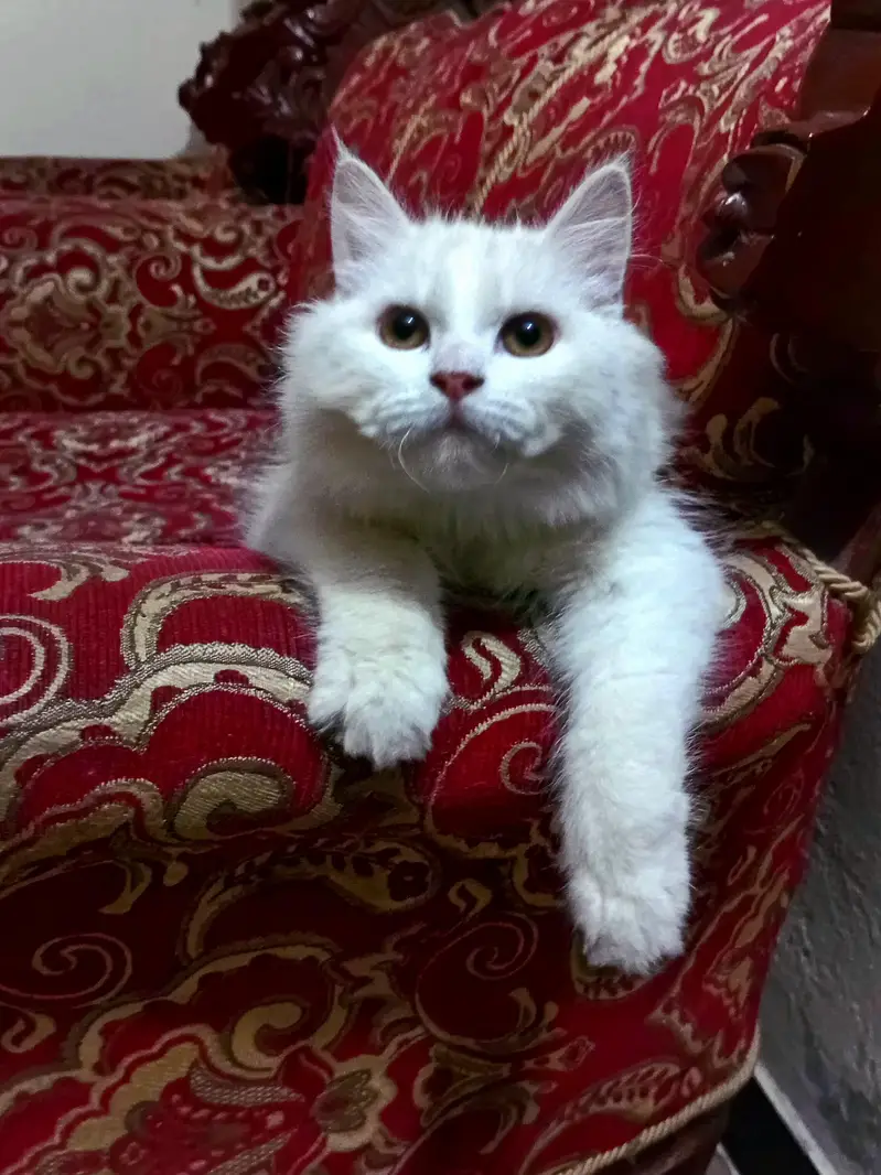 persian male cat/kitten with extra long coat — photo 5