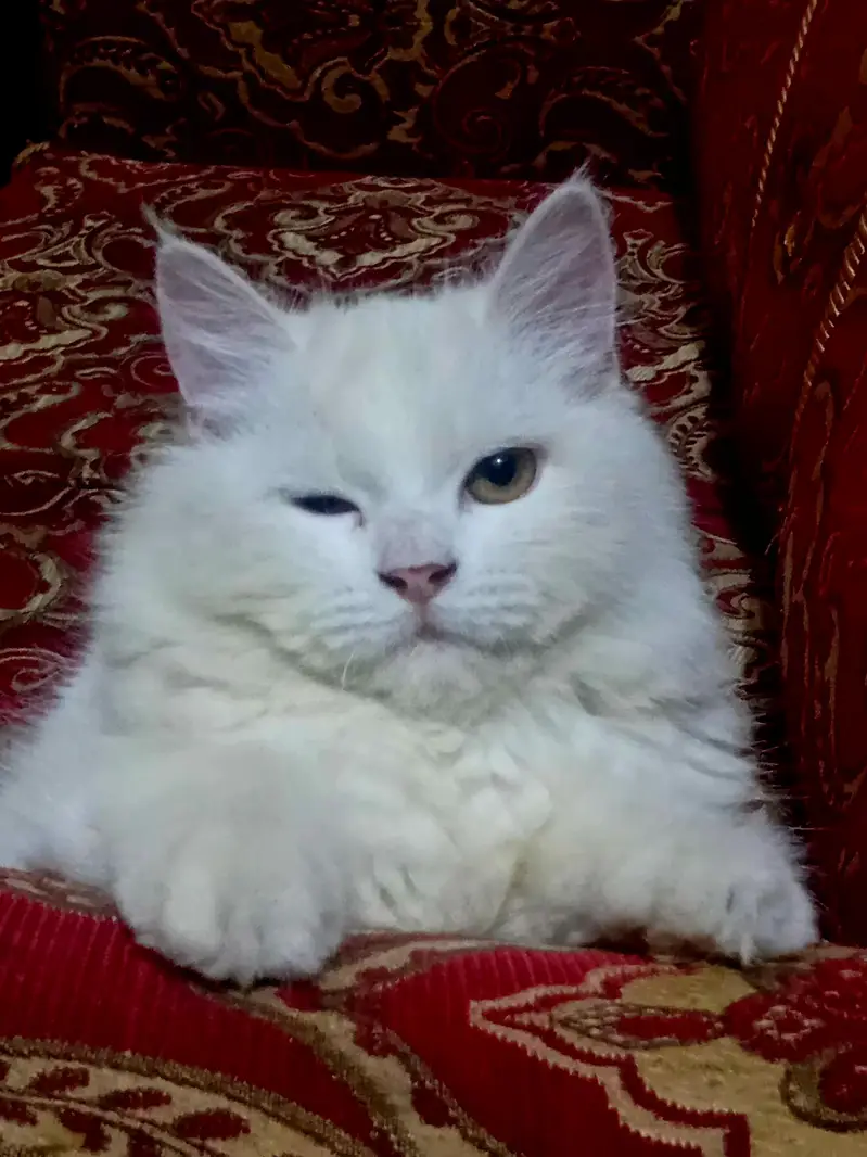 persian male cat/kitten with extra long coat — photo 6