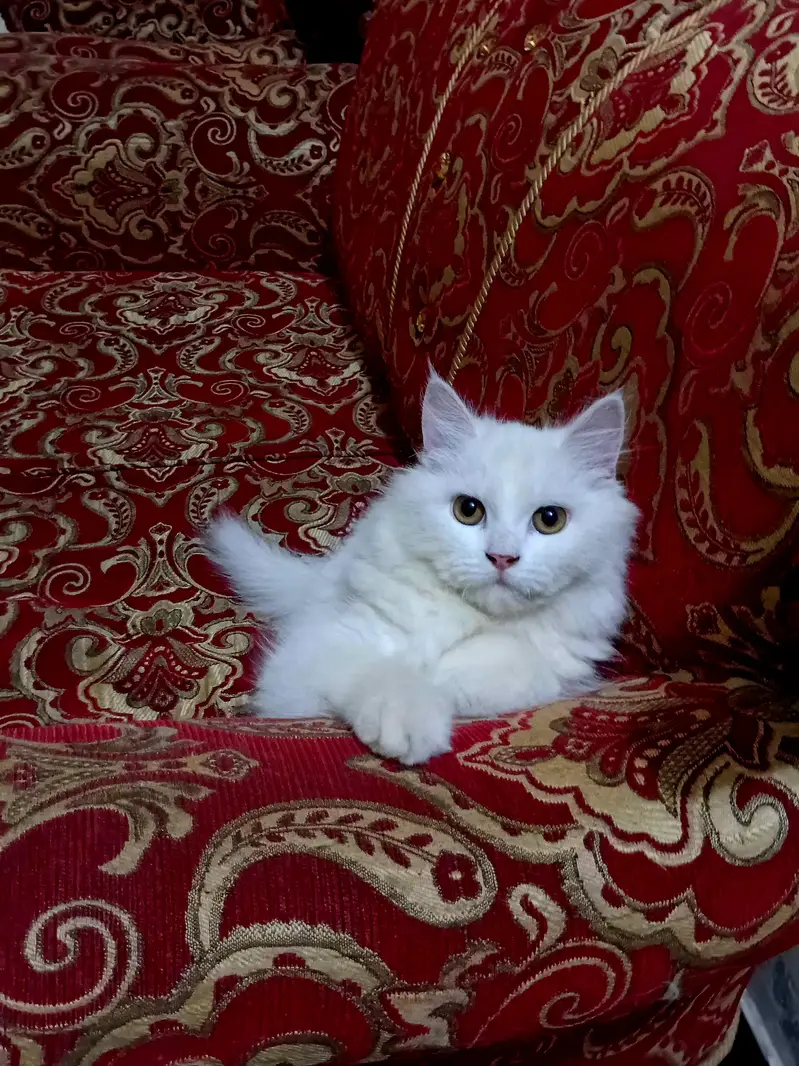 persian male cat/kitten with extra long coat — photo 7