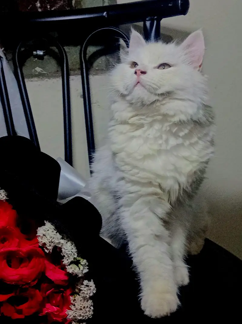 persian male cat/kitten with extra long coat — photo 8