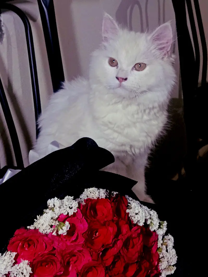 persian male cat/kitten with extra long coat — photo 9