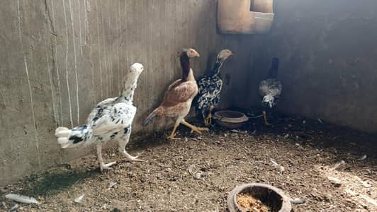 Aseel hens for sale