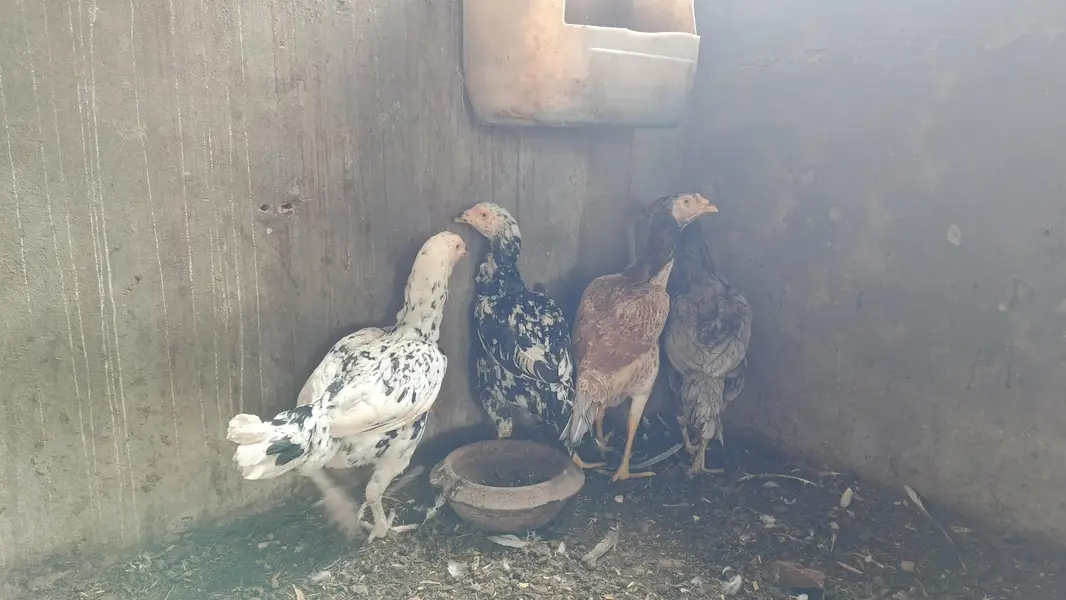 Aseel hens for sale — photo 2