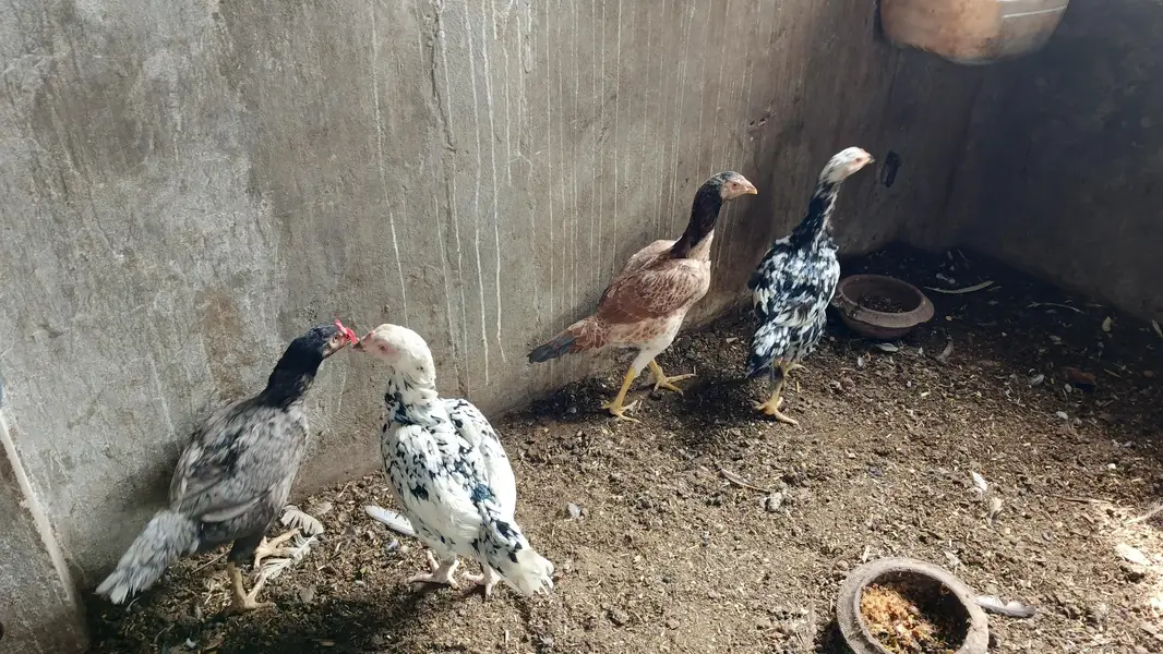 Aseel hens for sale — photo 3
