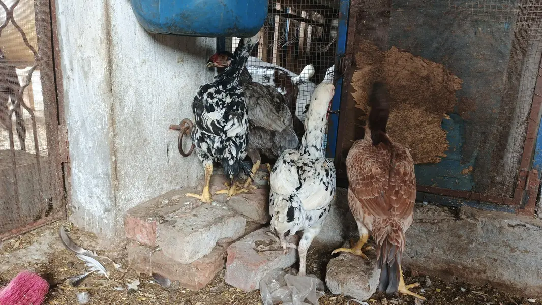 Aseel hens for sale — photo 4