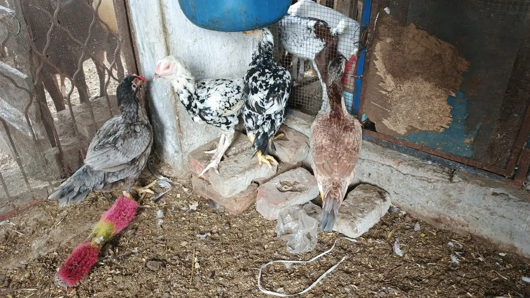 Aseel hens for sale — photo 5