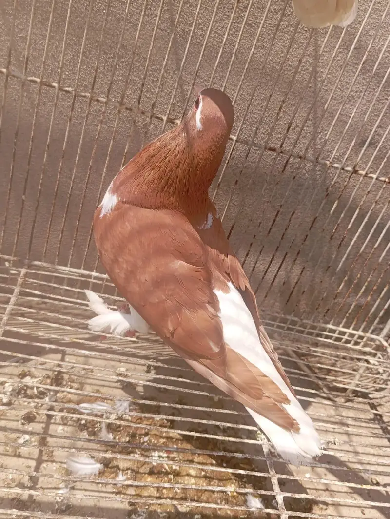 sherazi female lal — photo 2