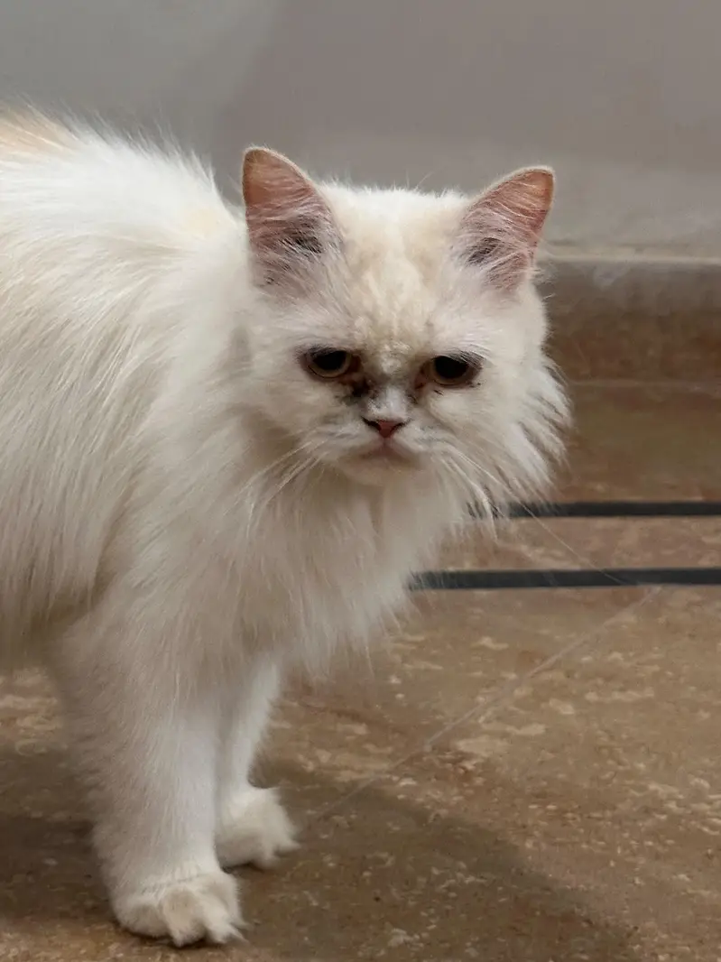 female cat — photo 2