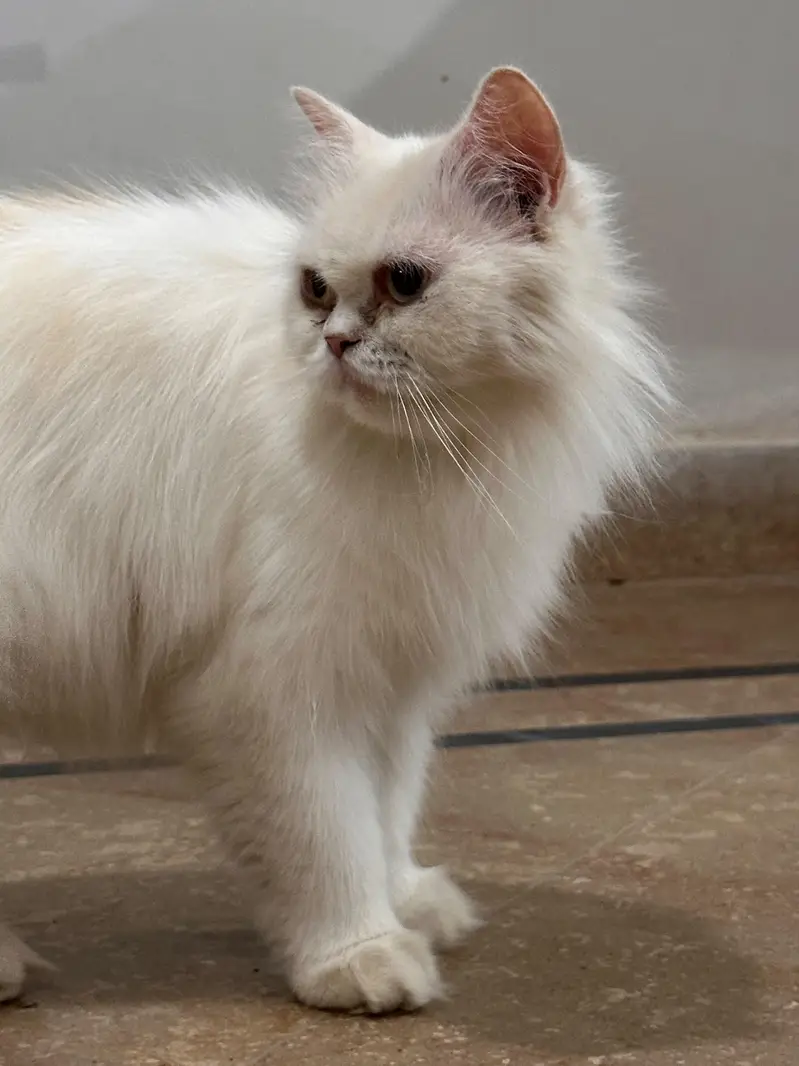 female cat — photo 3