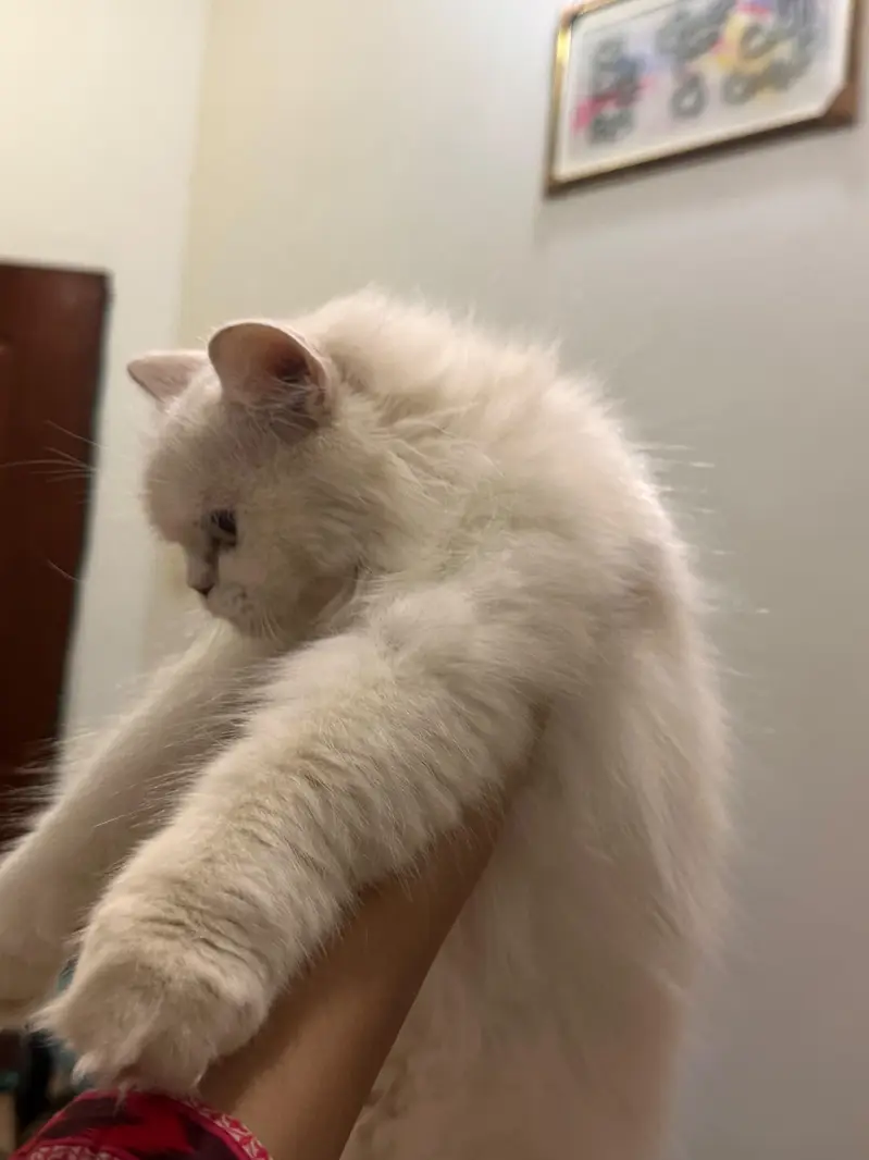 female cat — photo 6