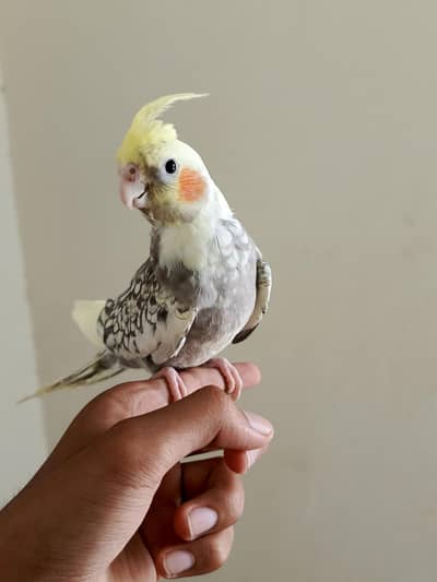 cockateil handtamed lovebird budgies redeye
