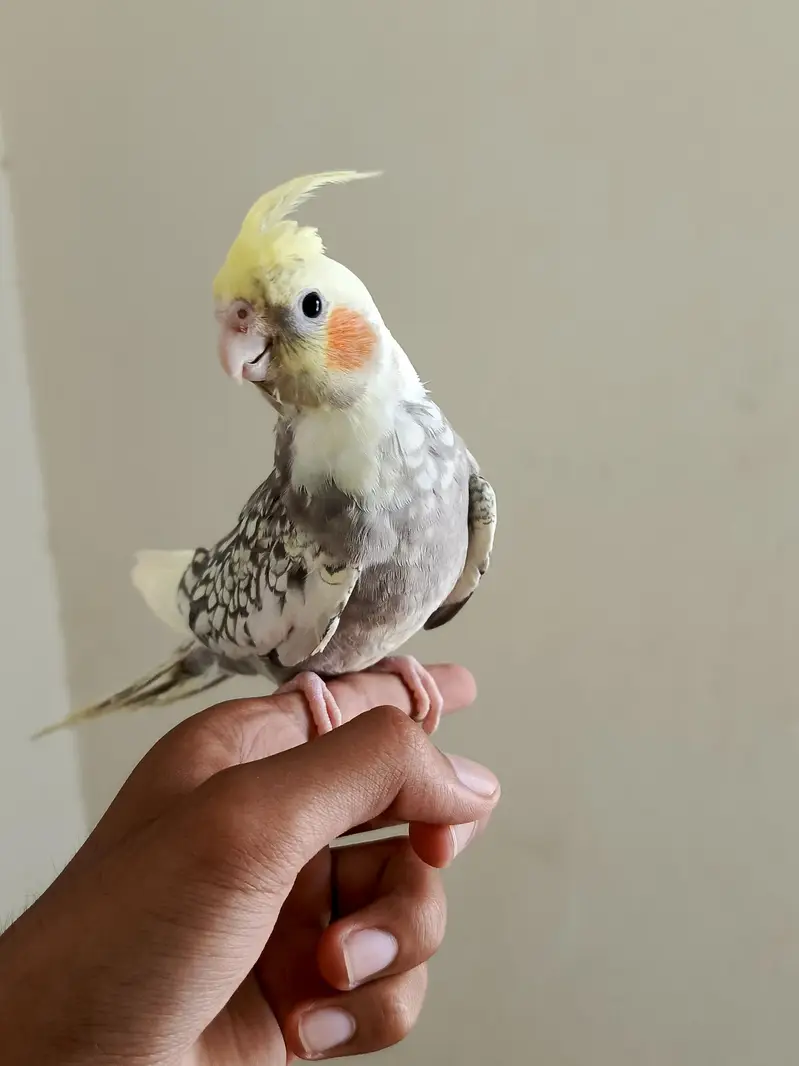cockateil handtamed lovebird budgies redeye — photo 2