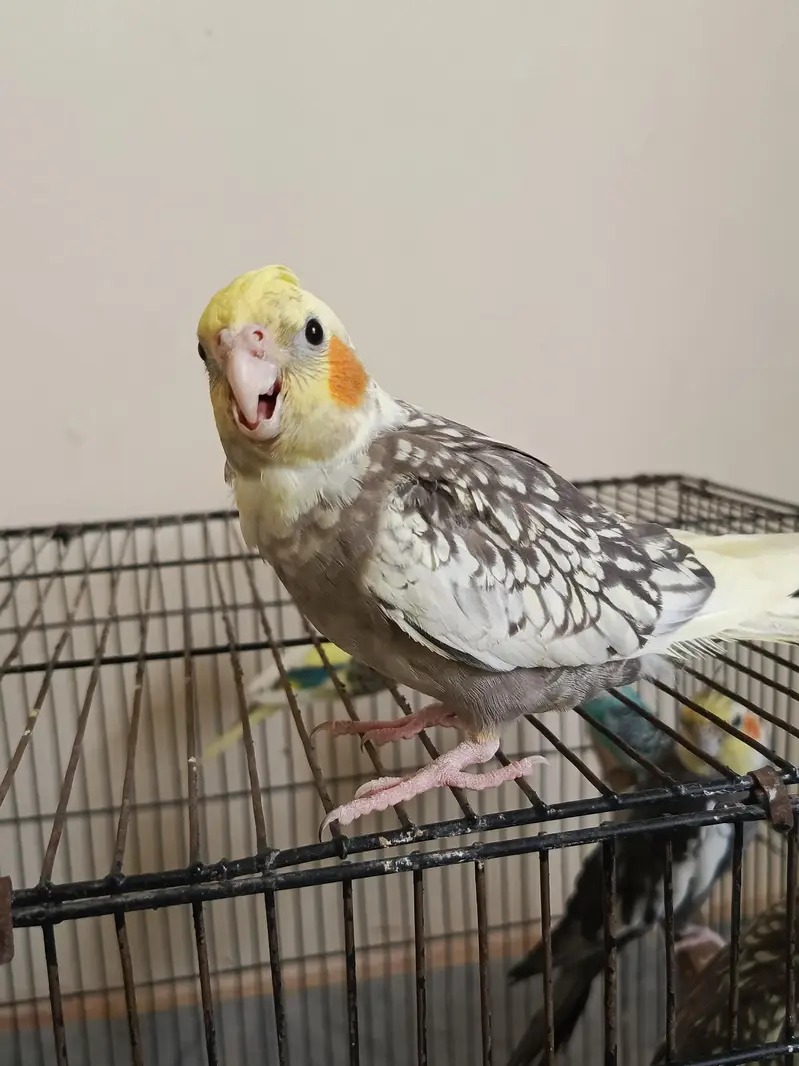 cockateil handtamed lovebird budgies redeye — photo 3
