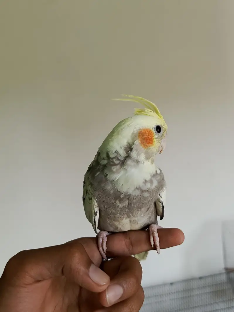 cockateil handtamed lovebird budgies redeye — photo 4