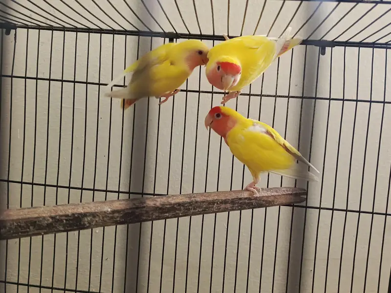 cockateil handtamed lovebird budgies redeye — photo 6