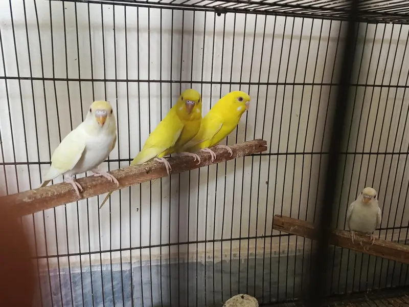 cockateil handtamed lovebird budgies redeye — photo 7