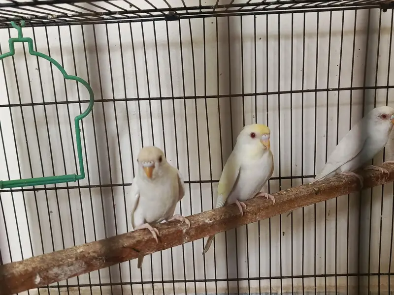 cockateil handtamed lovebird budgies redeye — photo 8