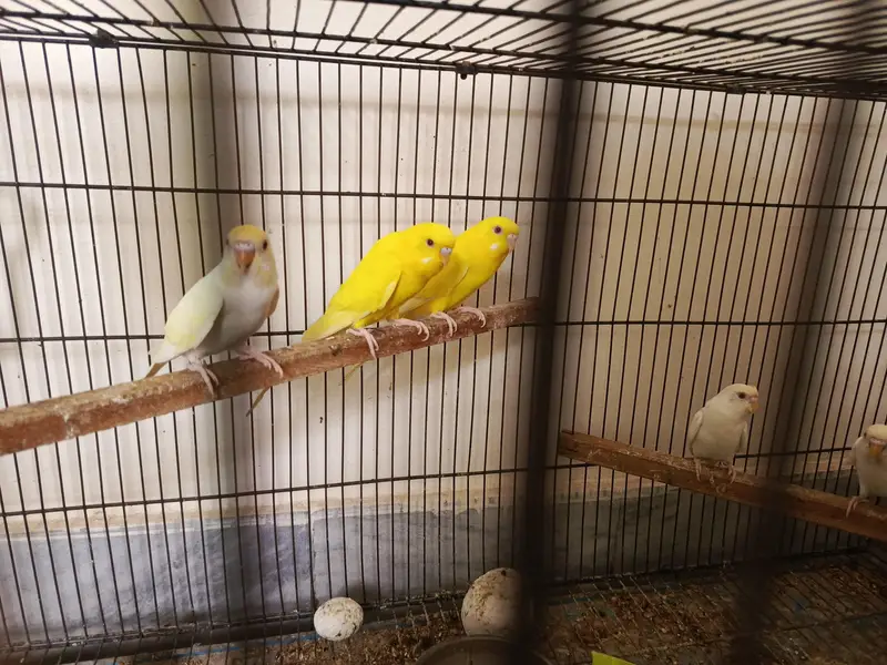 cockateil handtamed lovebird budgies redeye — photo 9