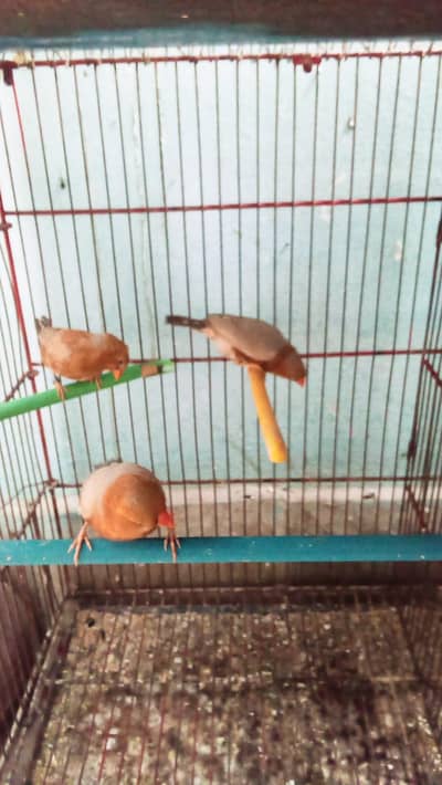 orange finches males