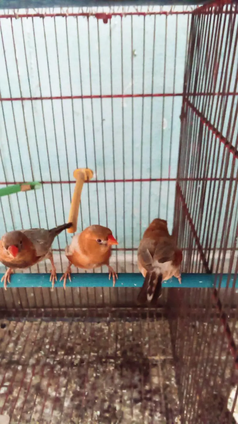 orange finches males — photo 2
