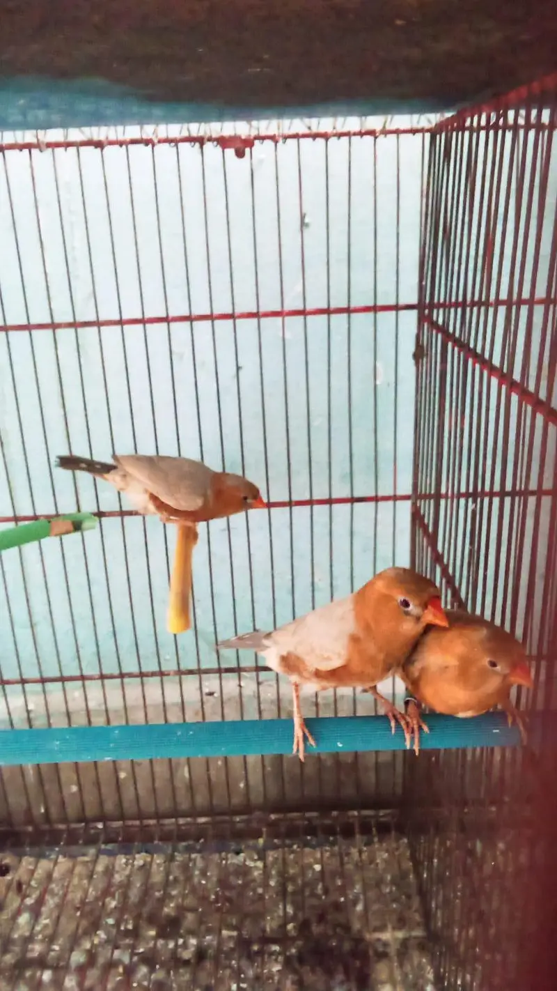 orange finches males — photo 3