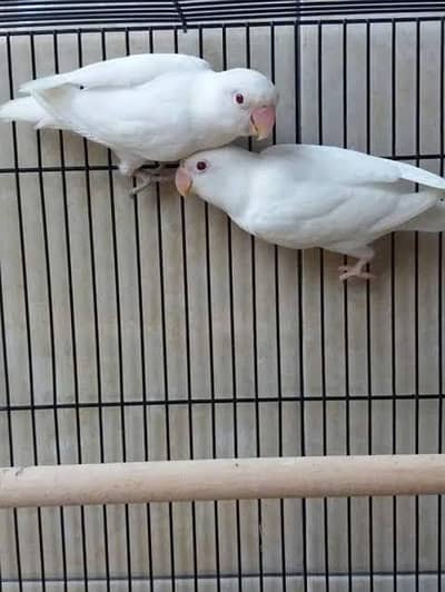 Albino black. eyes spilit red Ice