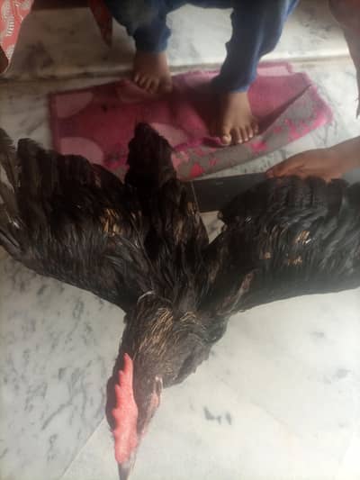Black Desi Breeding Pair For Sale | Rooster + Hen | Sargodha