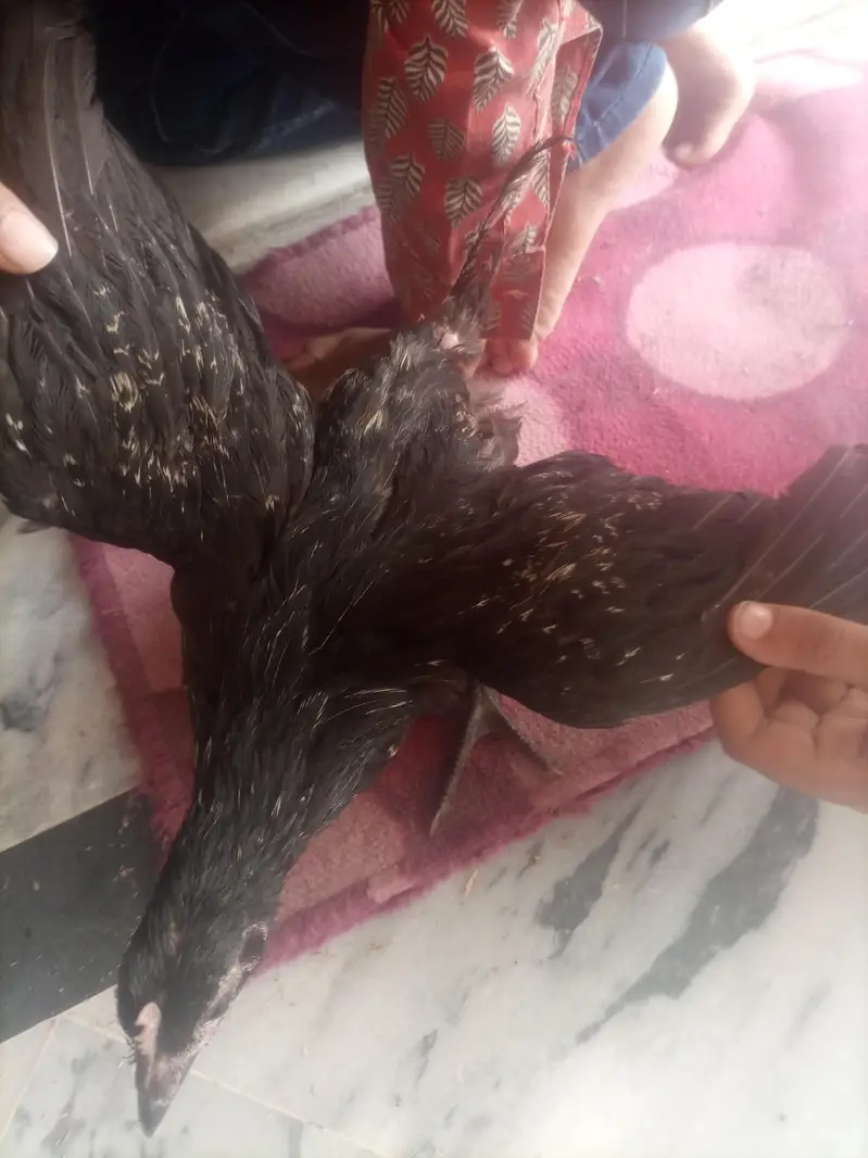 Black Desi Breeding Pair For Sale | Rooster + Hen | Sargodha — photo 2