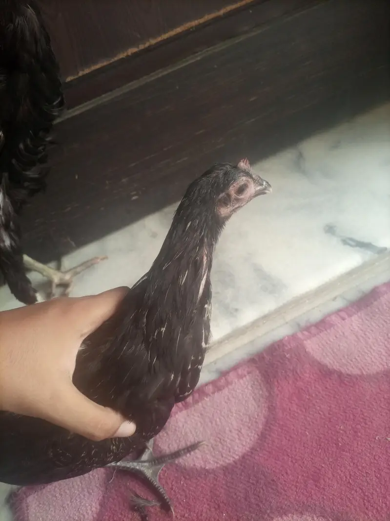 Black Desi Breeding Pair For Sale | Rooster + Hen | Sargodha — photo 3