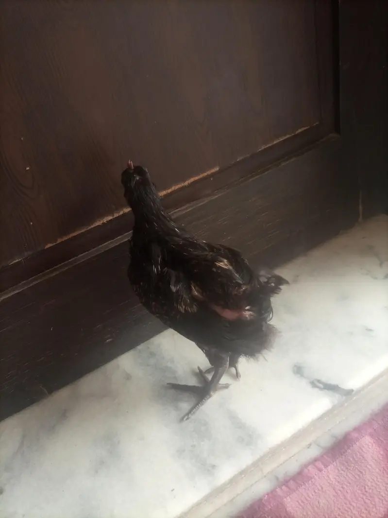 Black Desi Breeding Pair For Sale | Rooster + Hen | Sargodha — photo 4