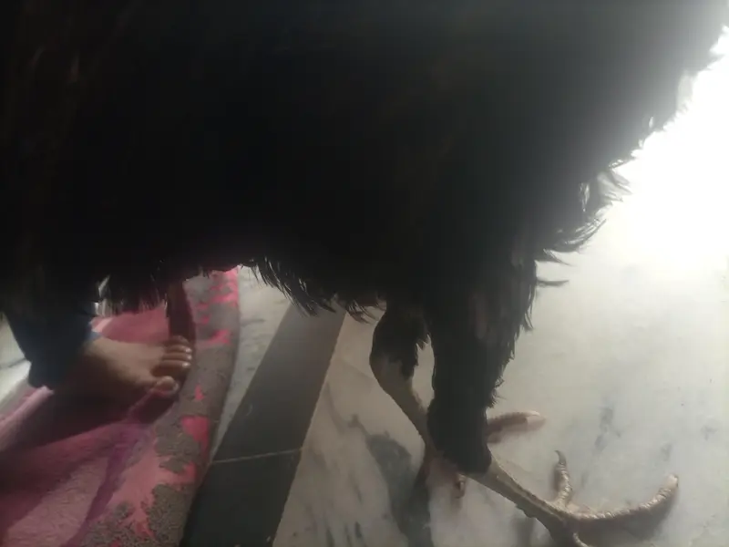 Black Desi Breeding Pair For Sale | Rooster + Hen | Sargodha — photo 5
