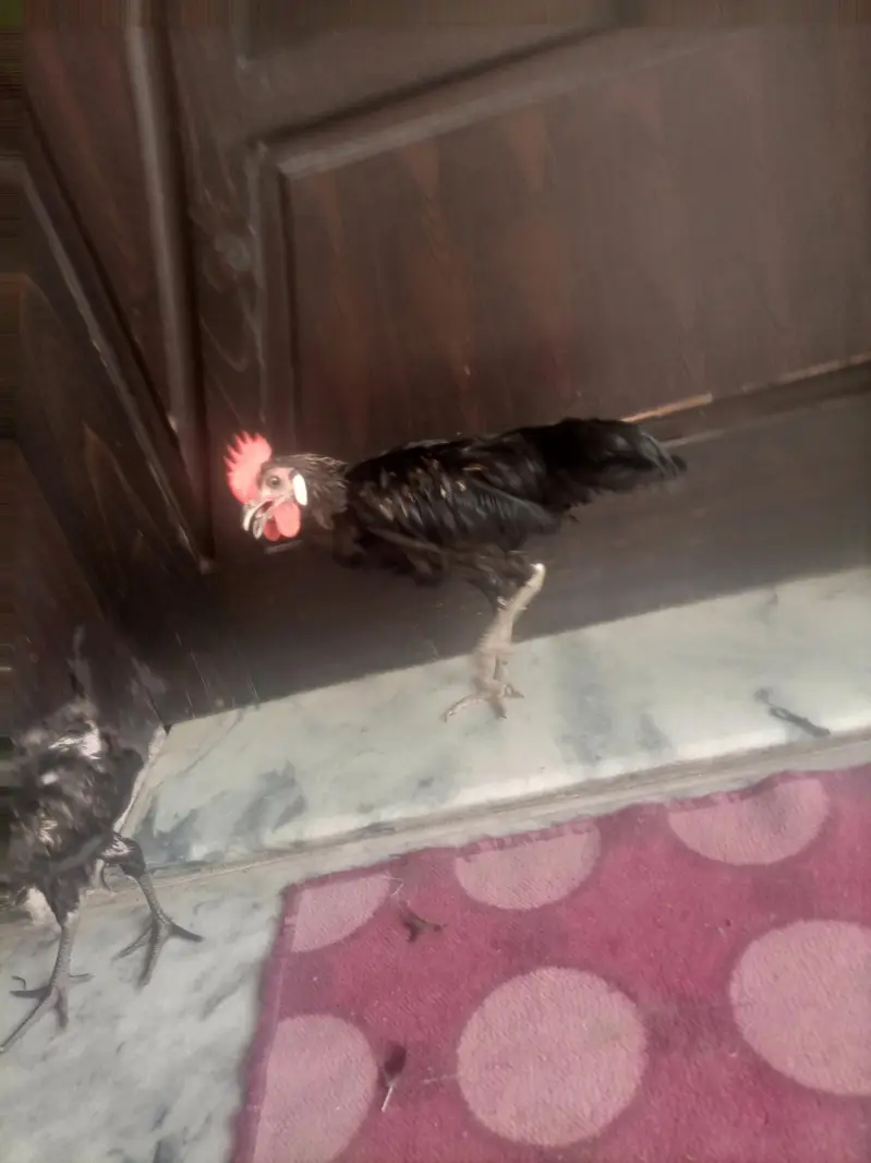 Black Desi Breeding Pair For Sale | Rooster + Hen | Sargodha — photo 6