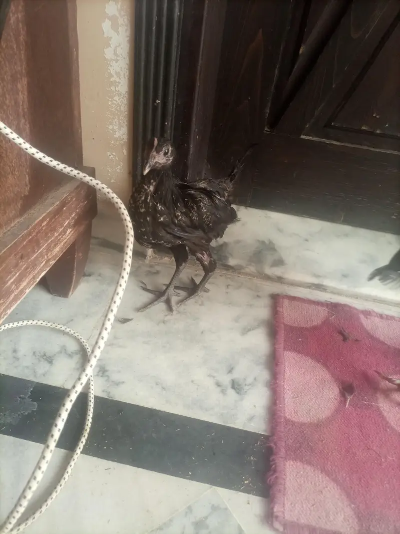 Black Desi Breeding Pair For Sale | Rooster + Hen | Sargodha — photo 7