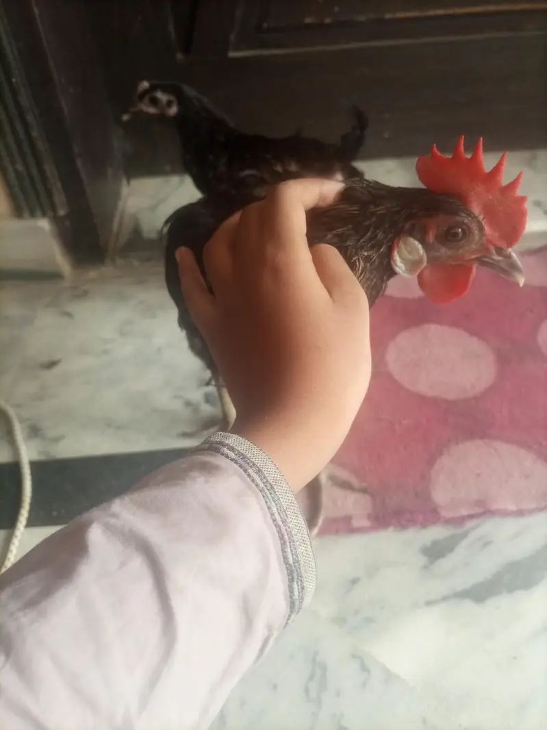 Black Desi Breeding Pair For Sale | Rooster + Hen | Sargodha — photo 8