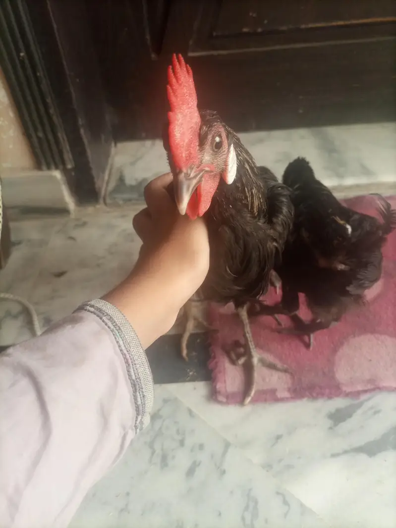 Black Desi Breeding Pair For Sale | Rooster + Hen | Sargodha — photo 9