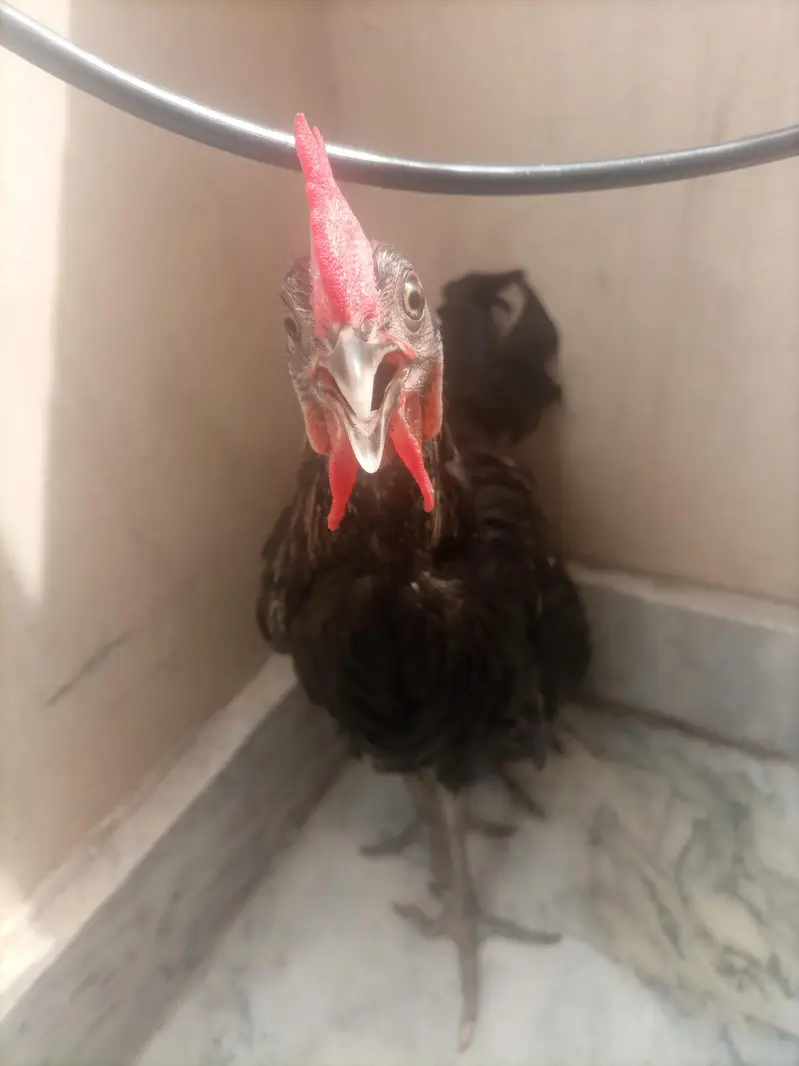 Black Desi Breeding Pair For Sale | Rooster + Hen | Sargodha — photo 10