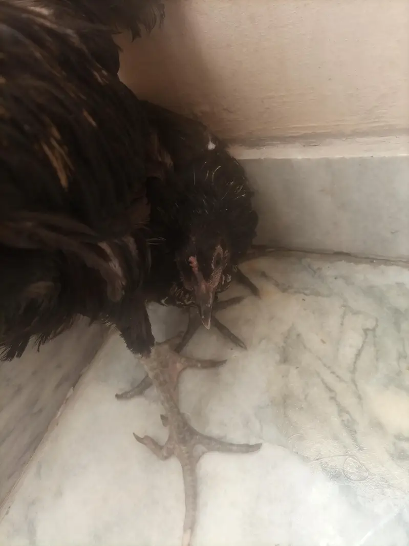 Black Desi Breeding Pair For Sale | Rooster + Hen | Sargodha — photo 11
