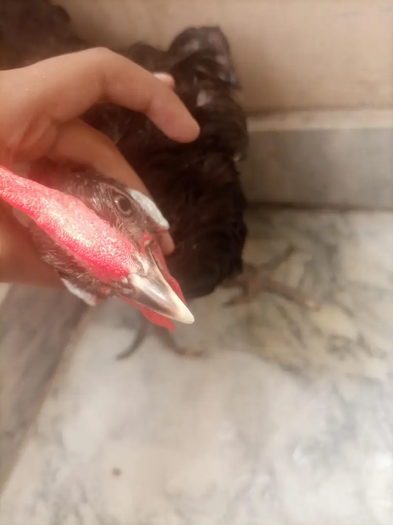 Black Desi Breeding Pair For Sale | Rooster + Hen | Sargodha — photo 12