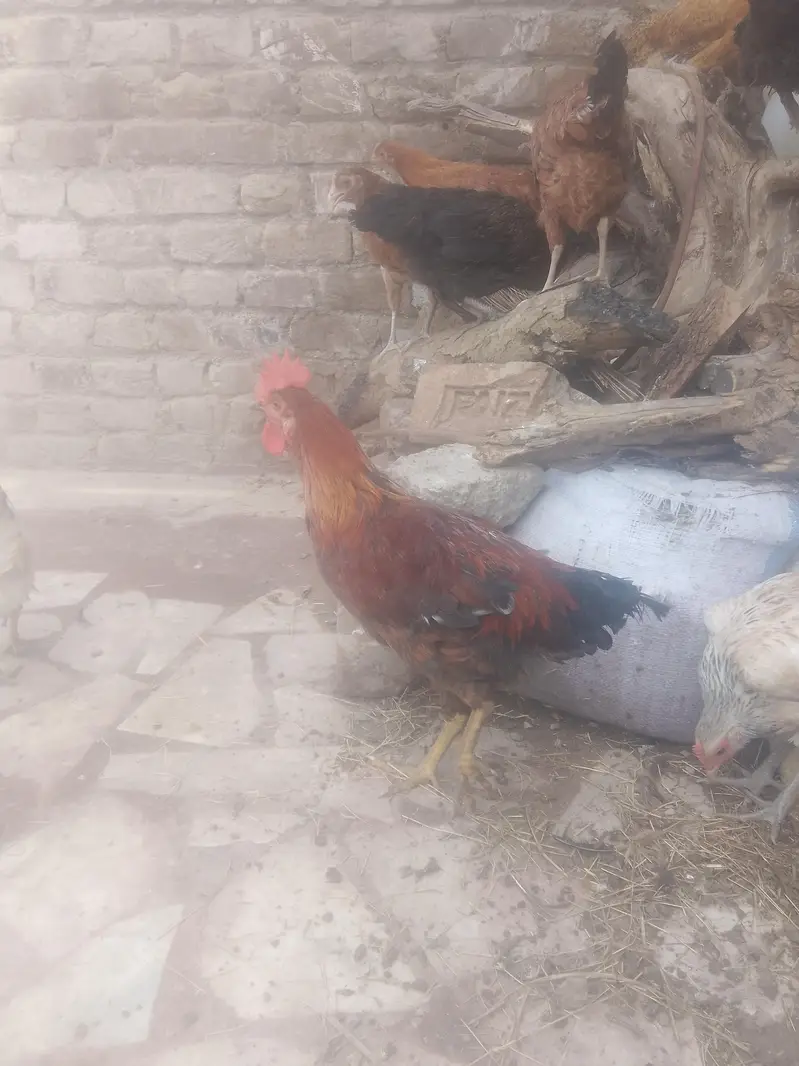 golden misri — photo 3