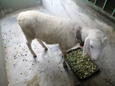 dumba or bakra