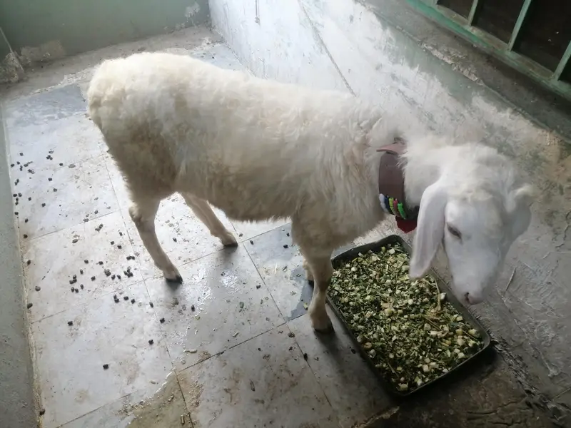 dumba or bakra