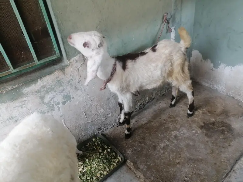 dumba or bakra — photo 2